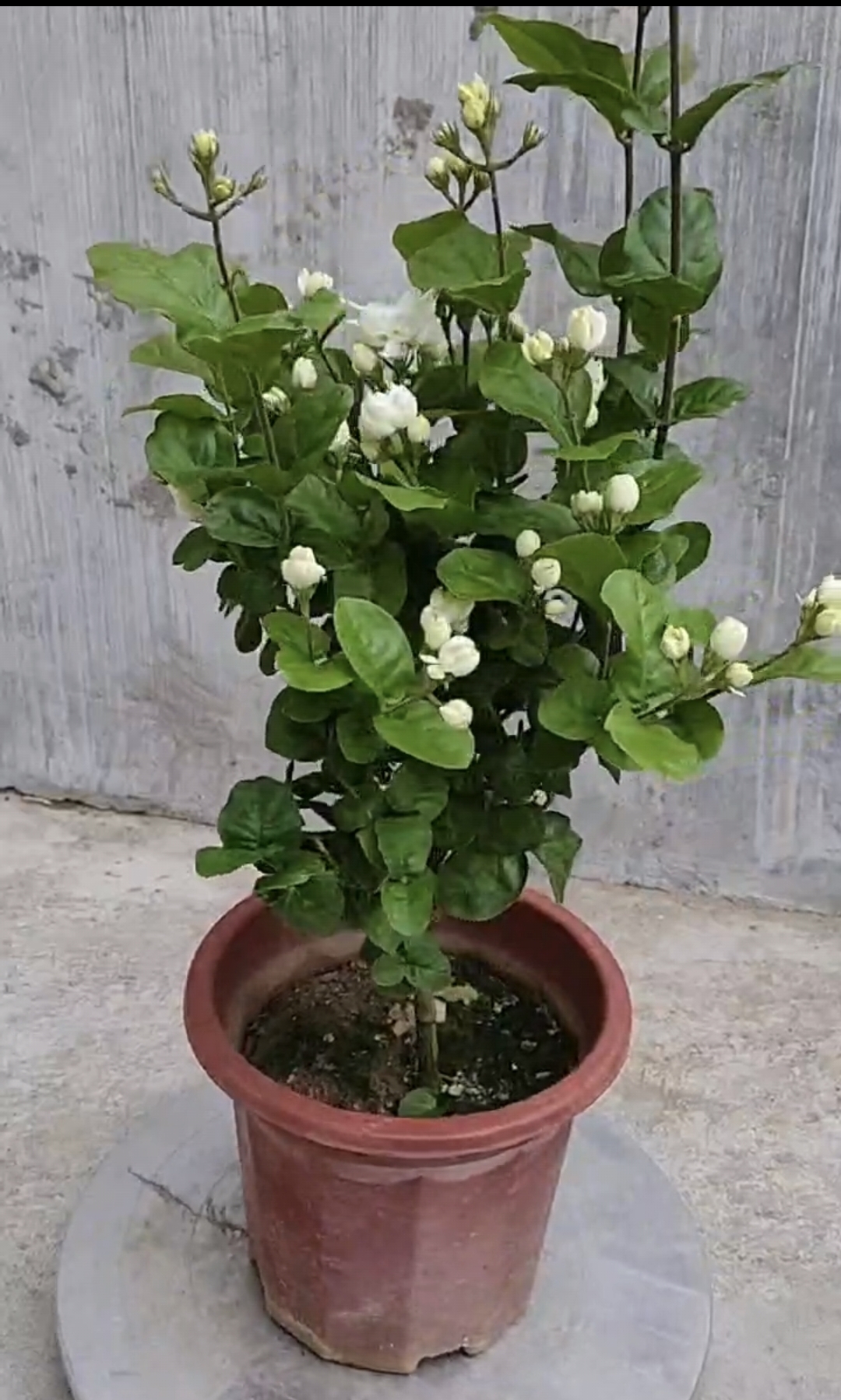 巴西菊花中华茉莉花盆栽花卉植物室内阳台绿植