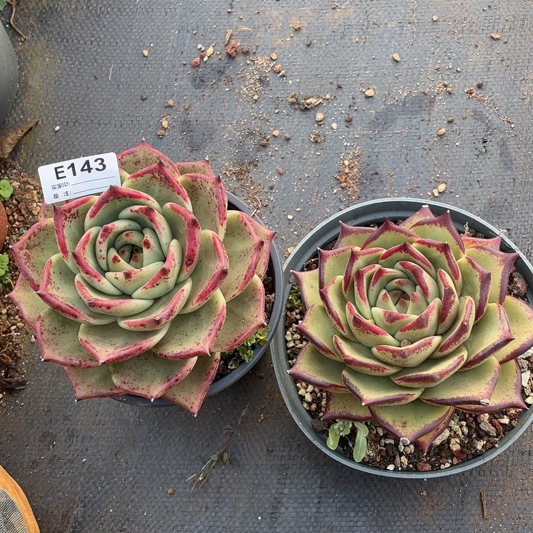 若如东云多肉E143