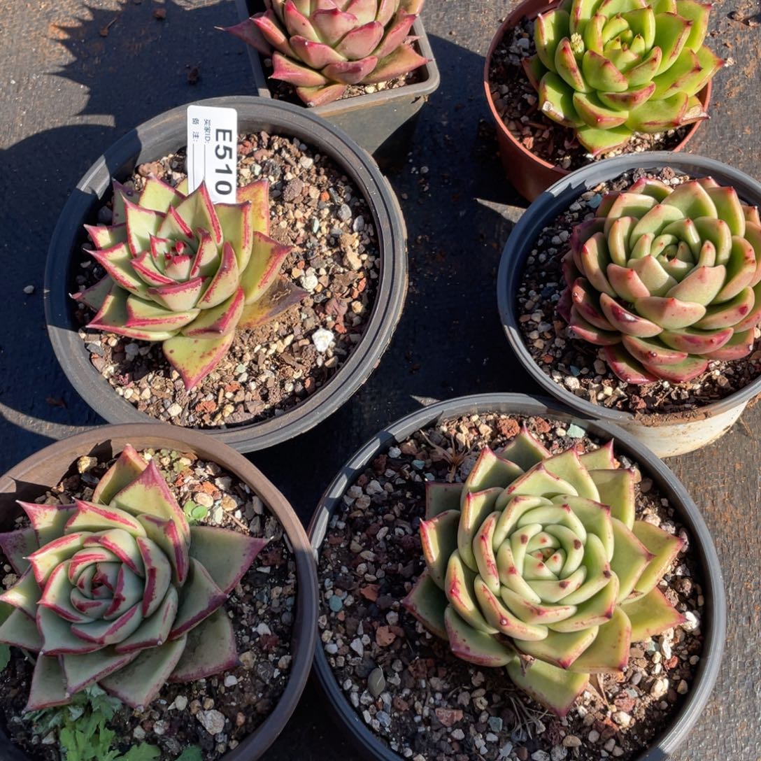 无花朵若如东云组拍E510