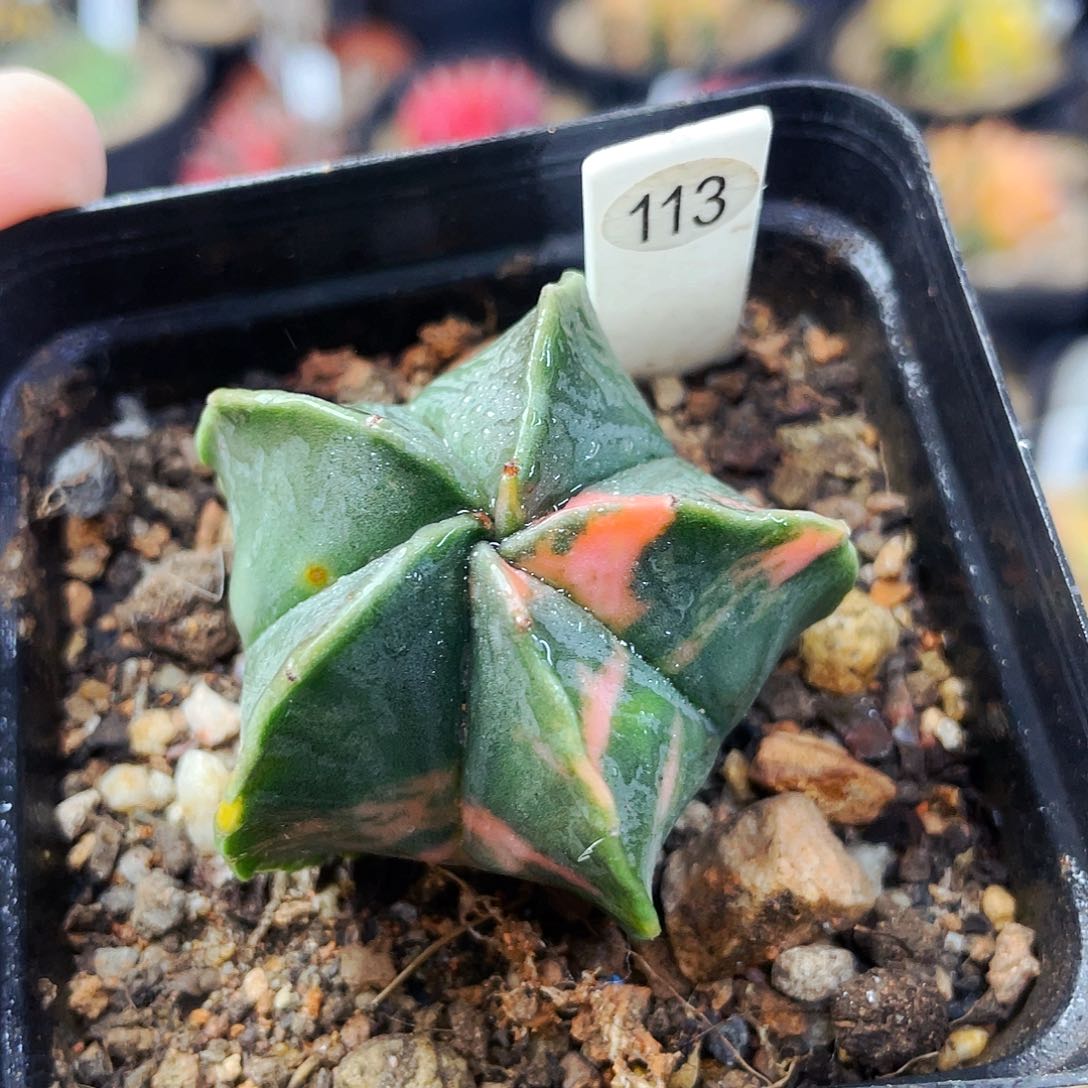 非偏远地区满25包邮仙人球