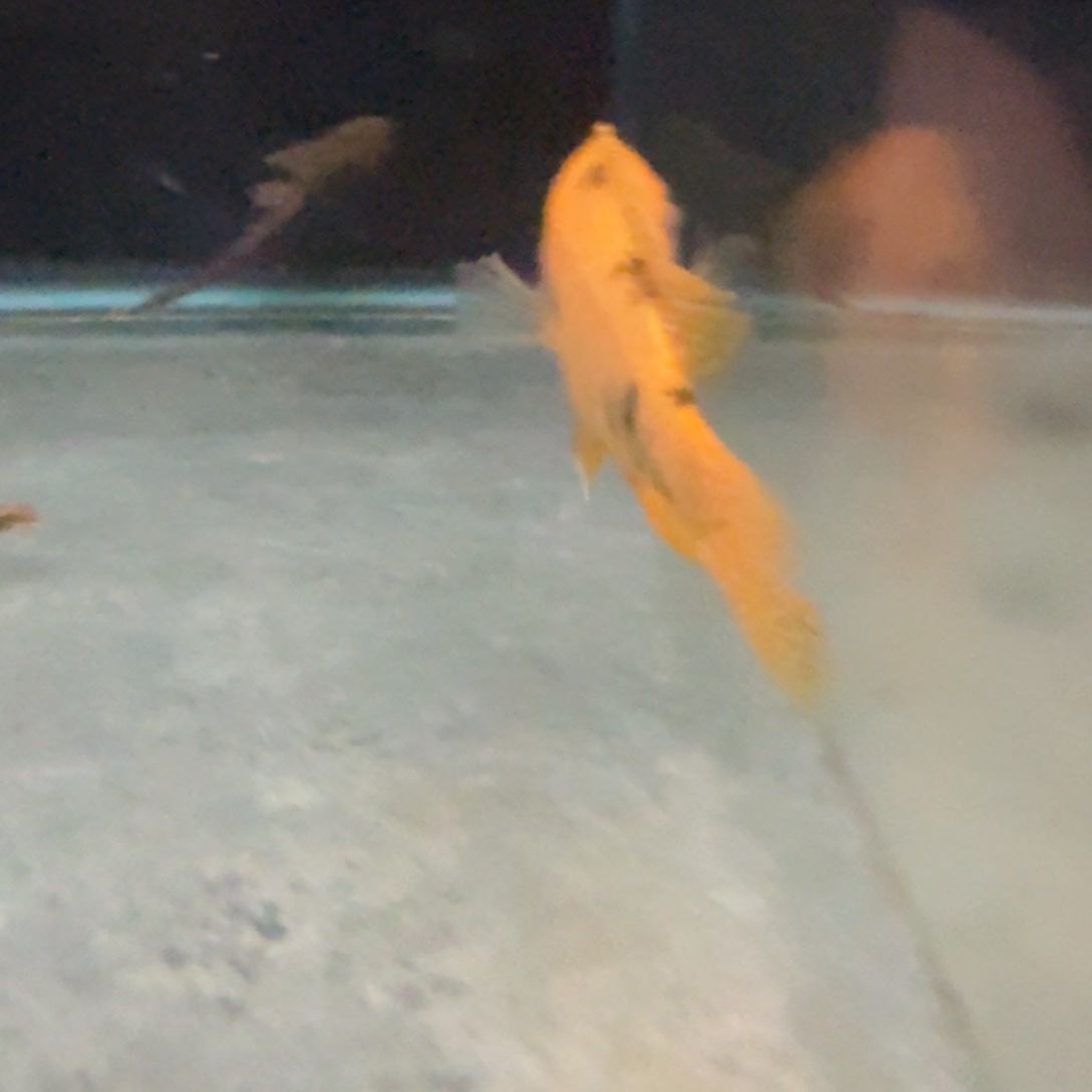 柠****慈鲷鱼79号金松鼠ob 10