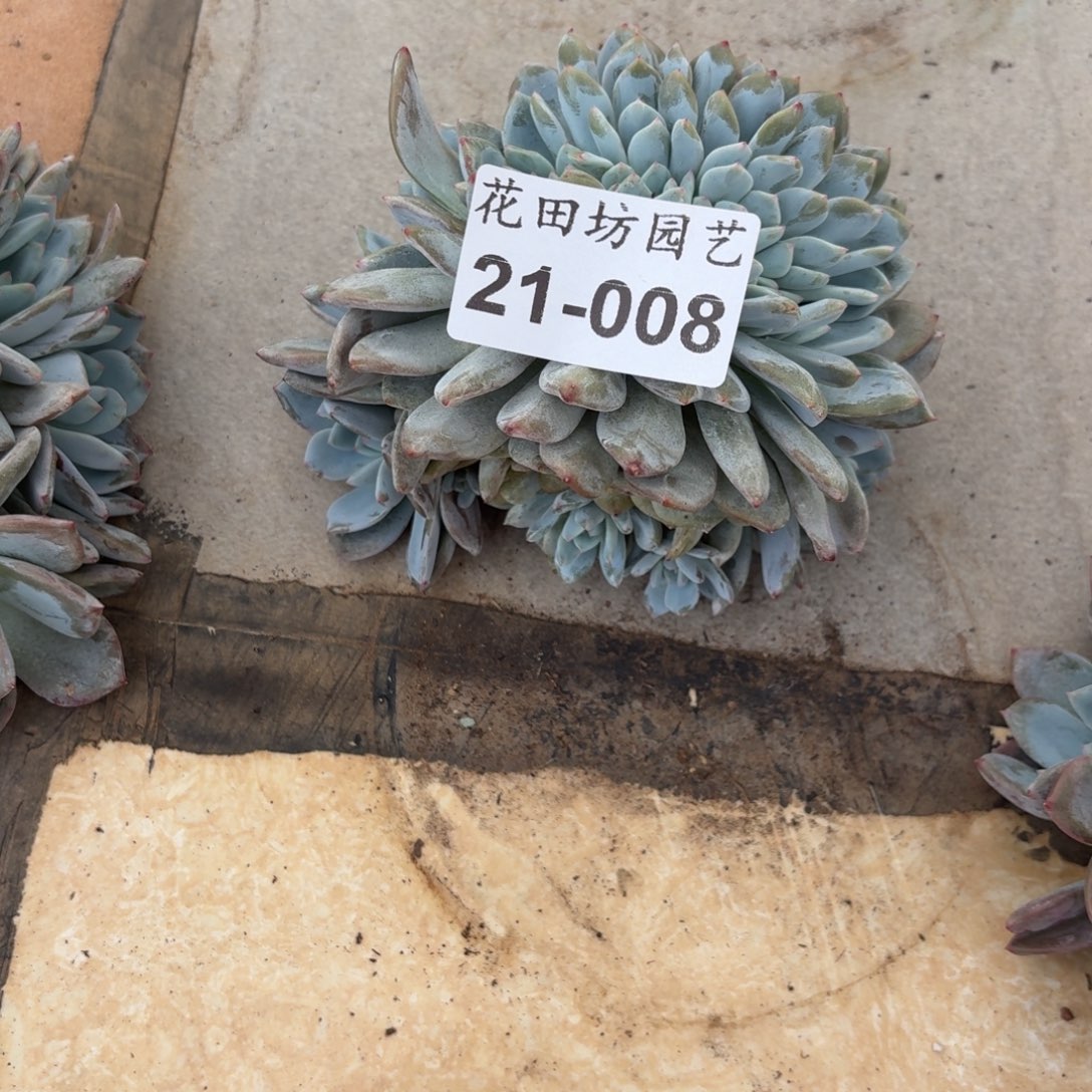 在***伱21.008石榴籽缀化