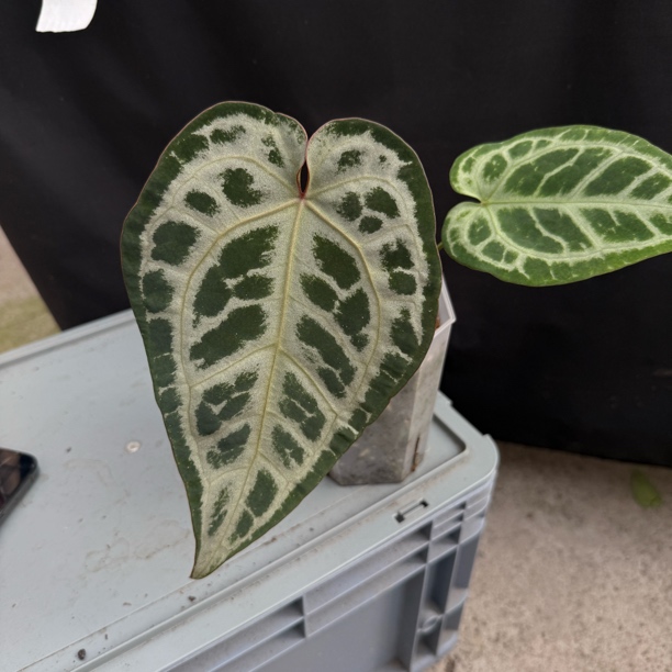 辛德瑞拉F1花烛热植