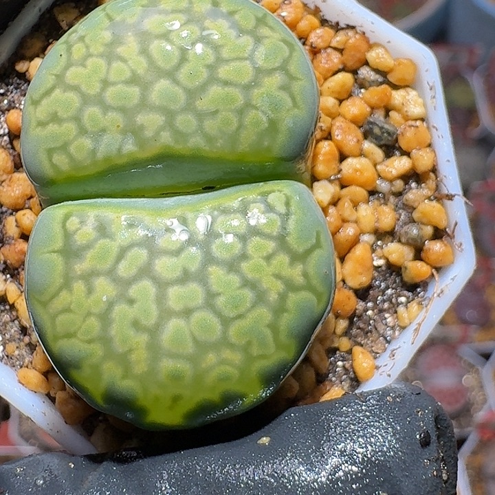 生石花3:：：：。  62号。  3.5左右