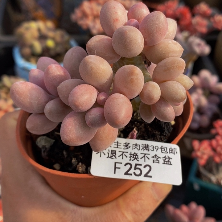 汤圆老桩有断枝7cm252多肉植物