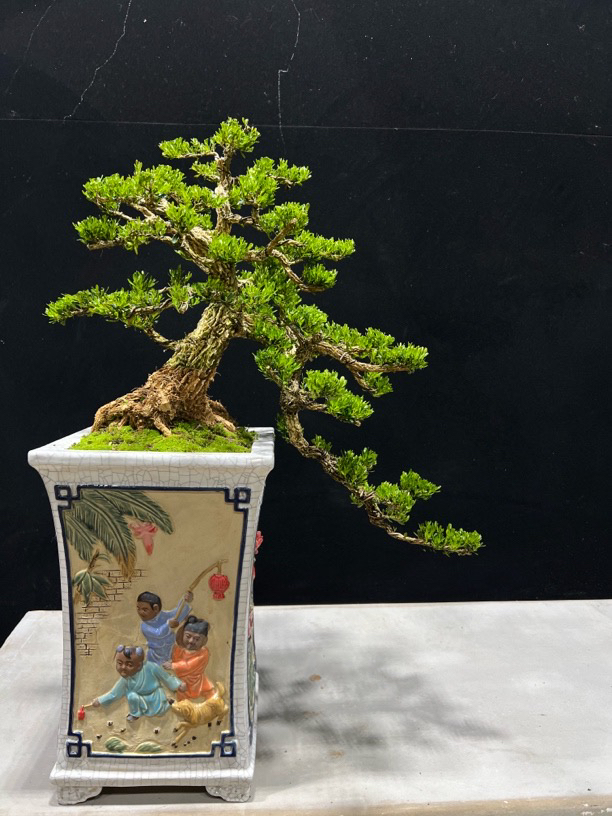 悬崖式领南剪支黄杨盆景造型树四季常青室内外好养植物