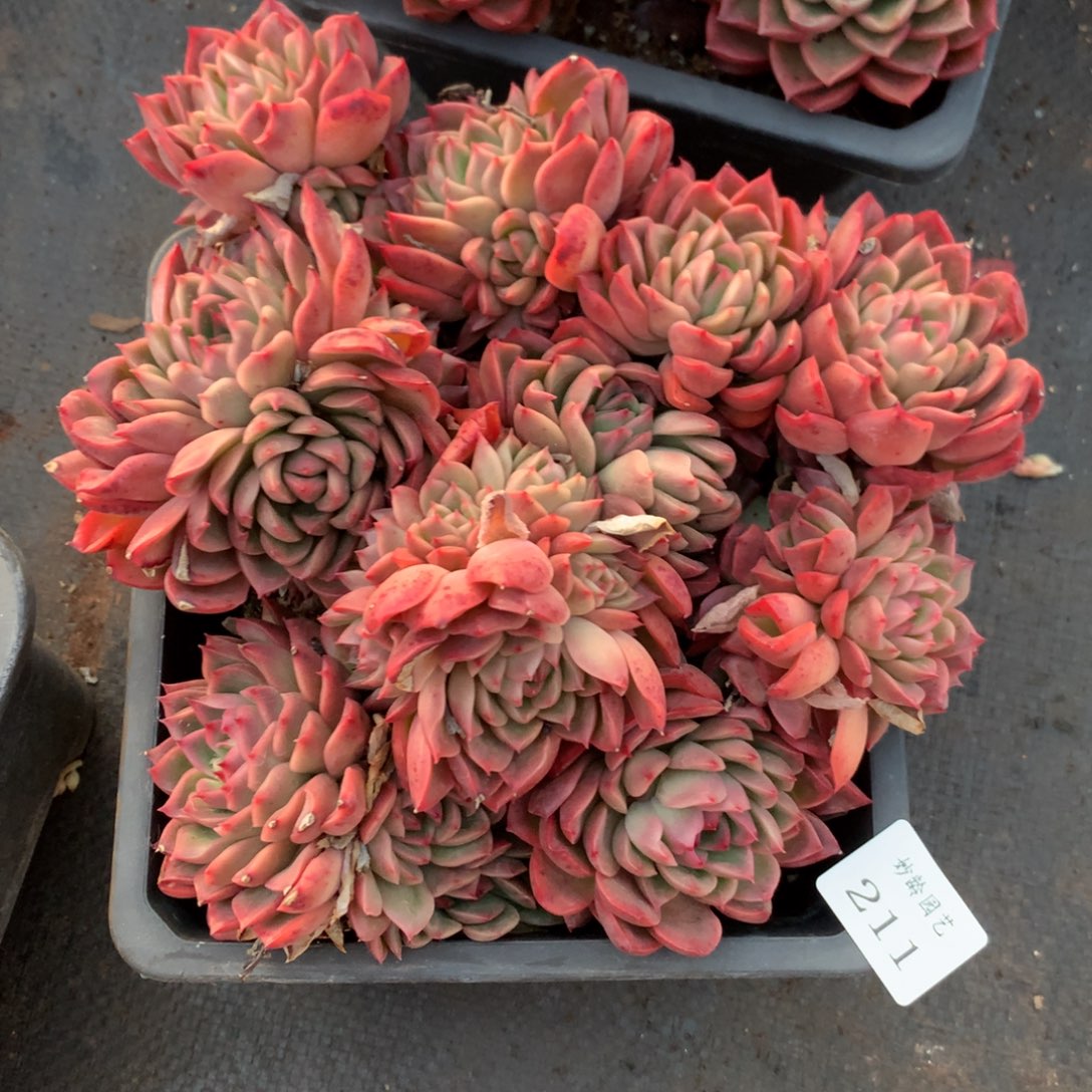 211新年快乐发发发