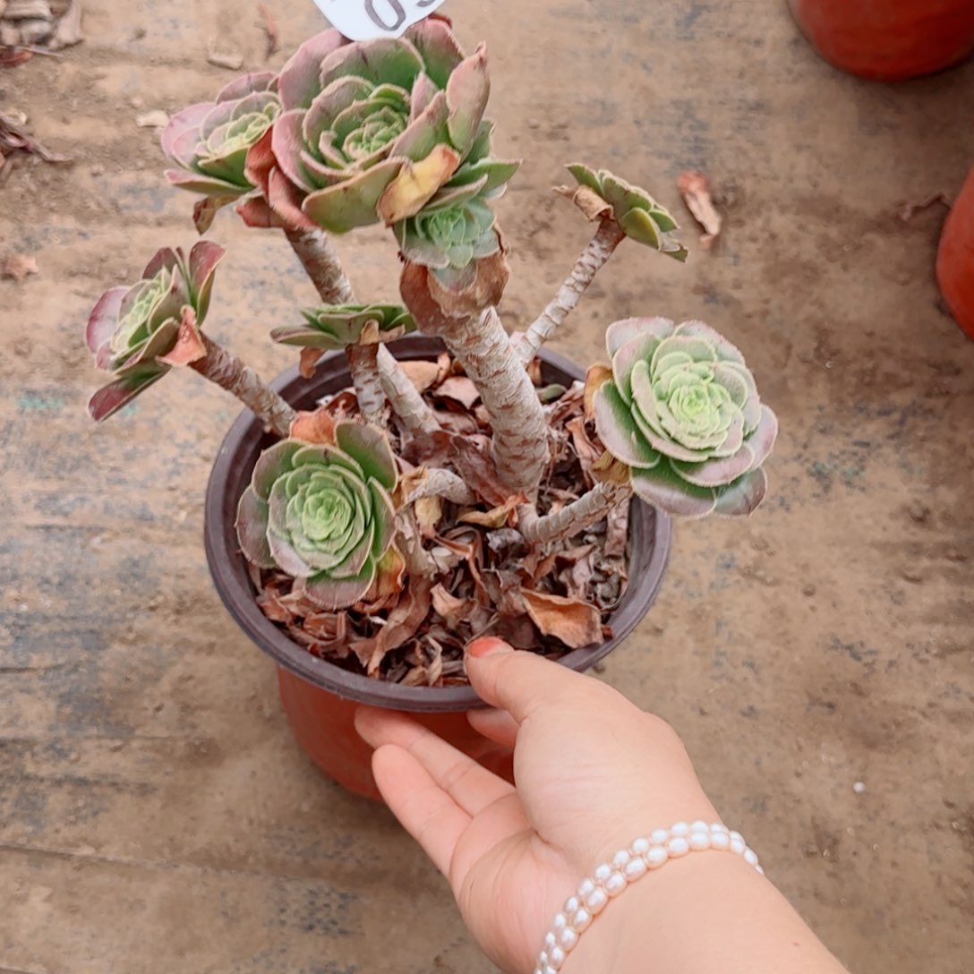 绿豆092满20包邮断枝不包