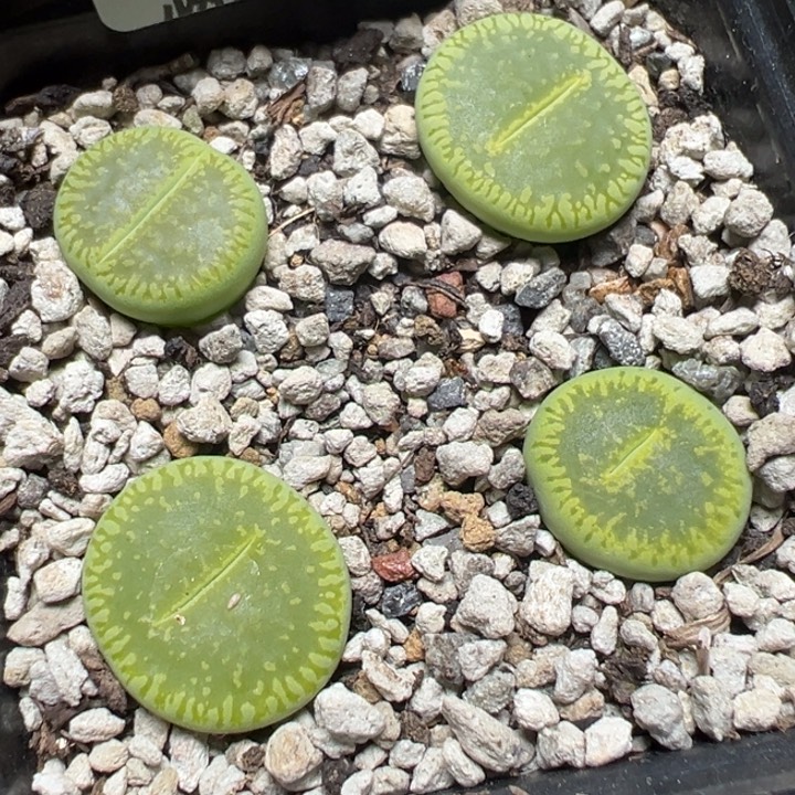 【闪购商品】 1063。