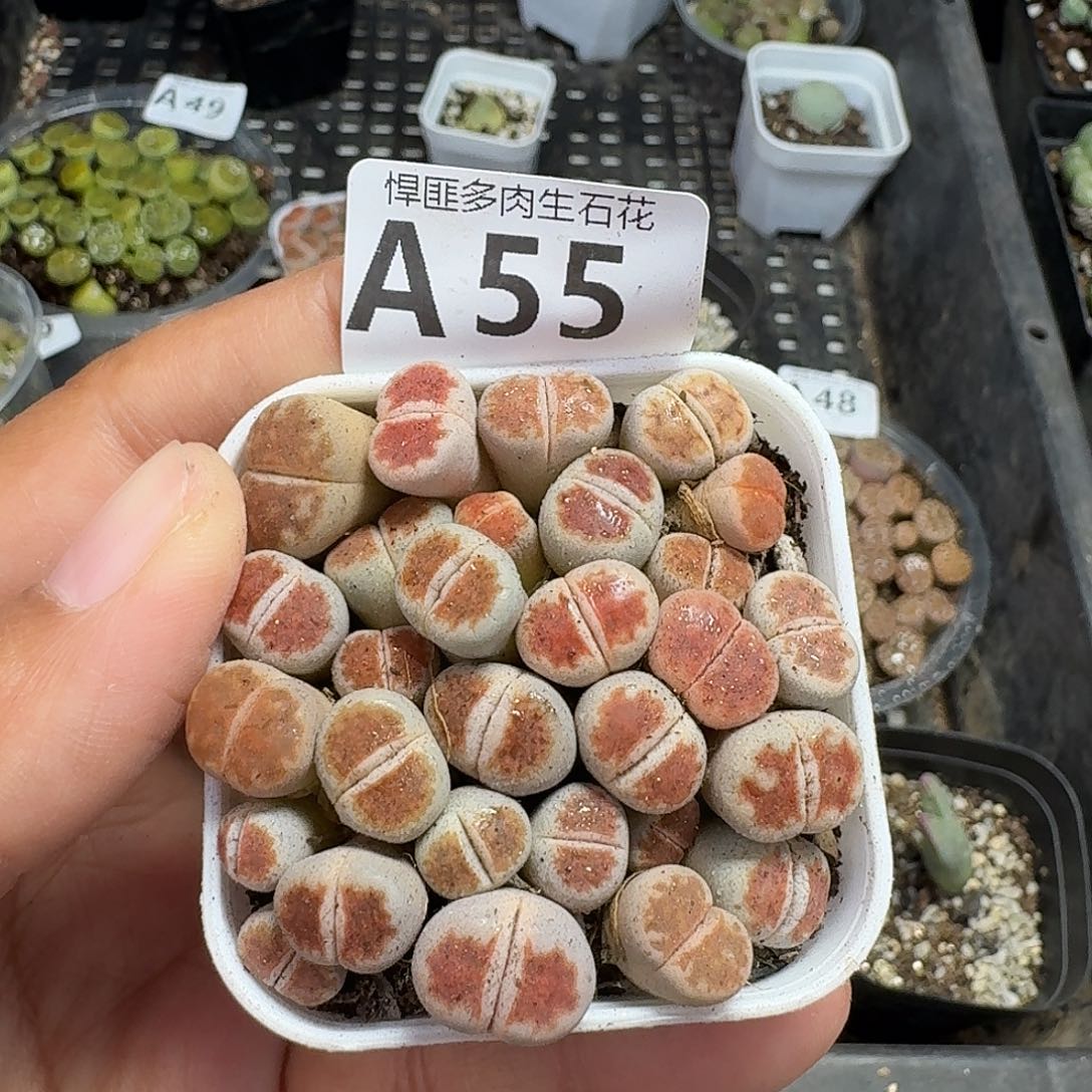 55多肉植物多肉植物