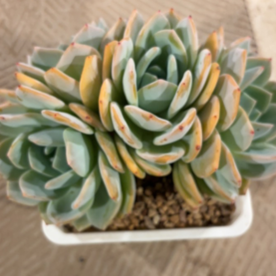 凤橙朵朵豆芽芽专拍发货