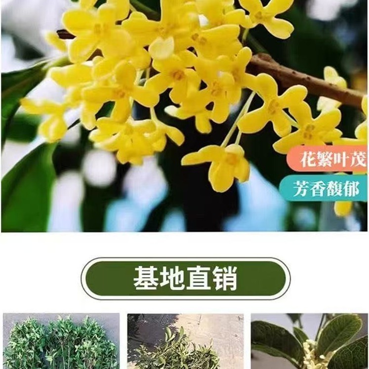 四季桂花盆栽浓香型室内外开花植物好养活