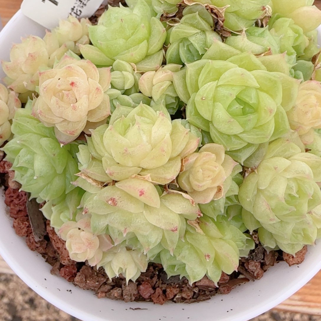 桃***）花语逸镜1102-158散