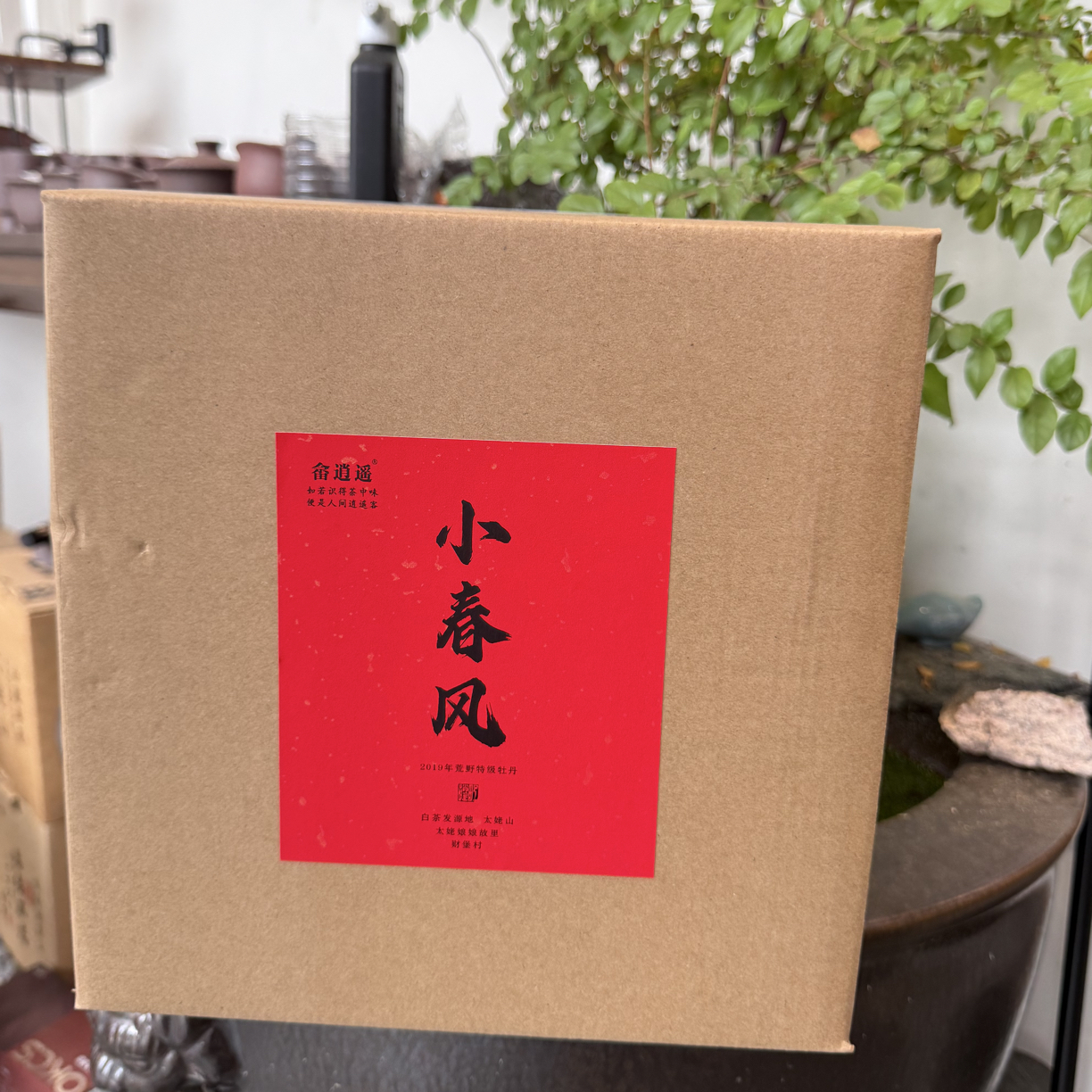 小春风 荒野特级牡丹（畲逍遥）