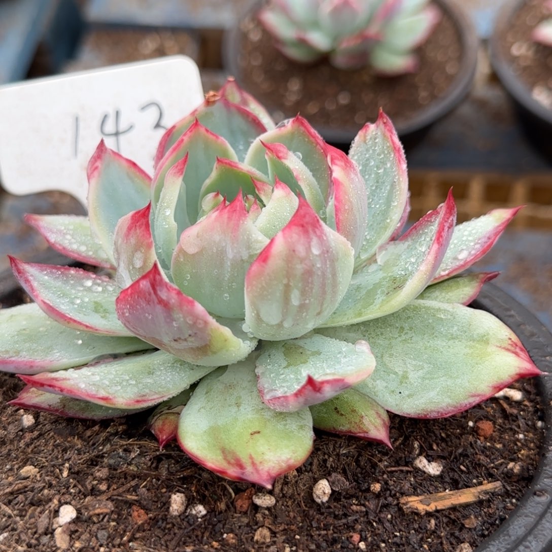 拉丝惊鸿一物一拍包装收缩花旱143