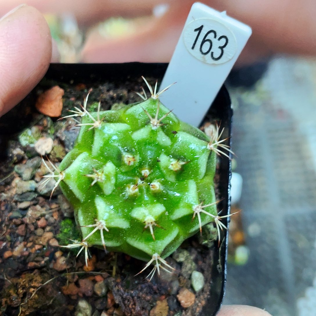 非偏远地区满25包邮仙人球