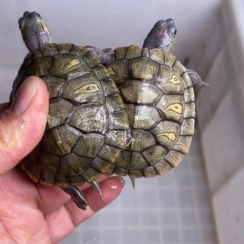 绿毛龟母翡翠两个