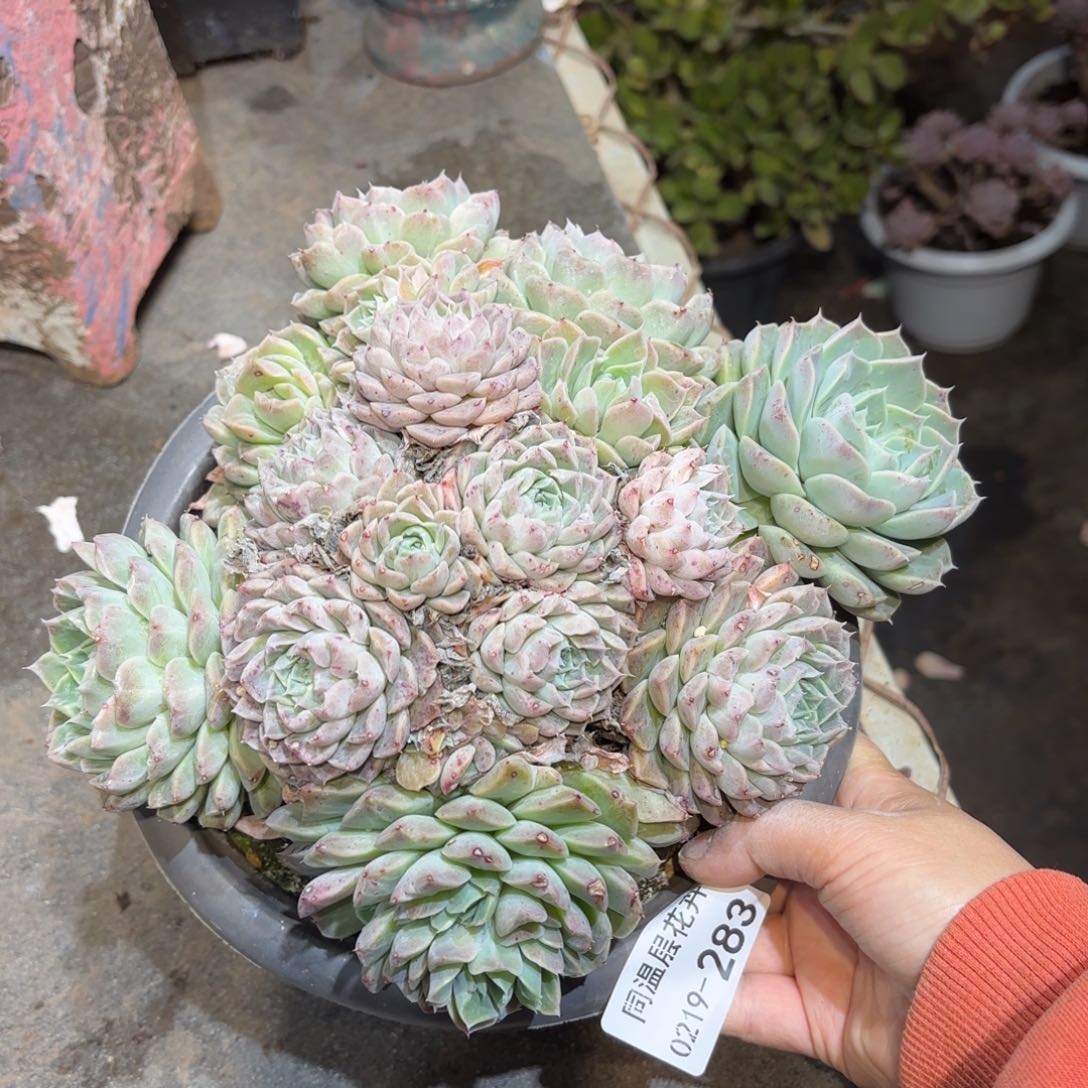 同温层多肉海林娜283