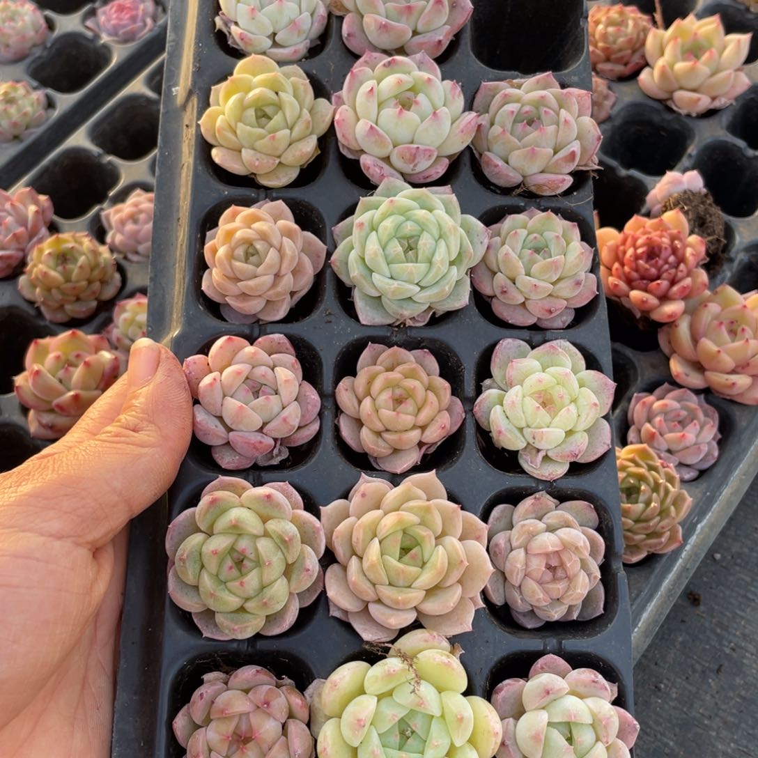 一物一拍20颗小苗24-192