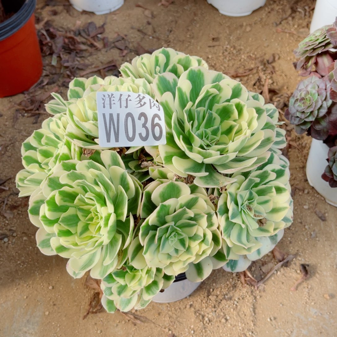 036迈巴赫尺寸30左右
