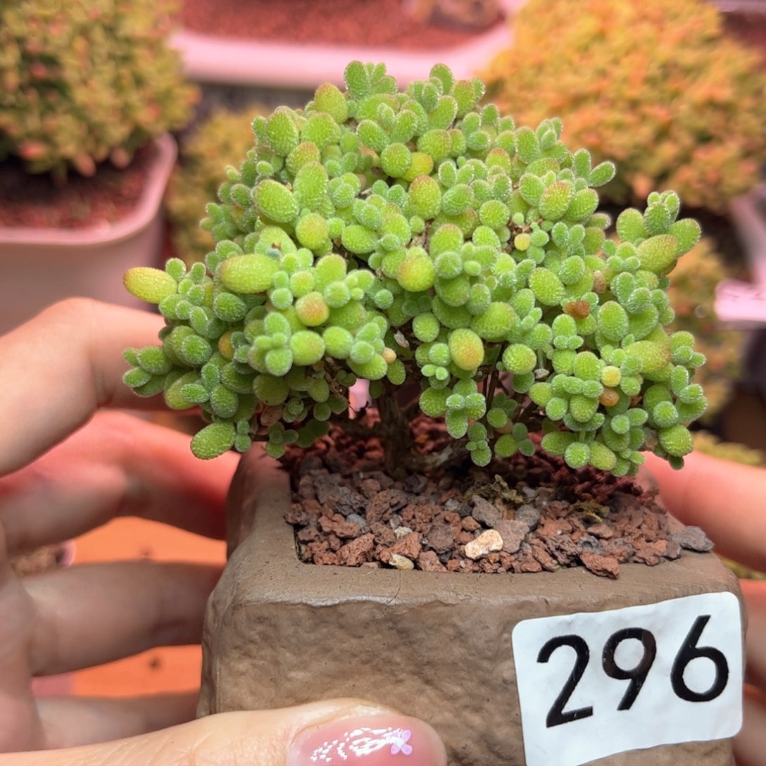 296金桔可爱多肉植物