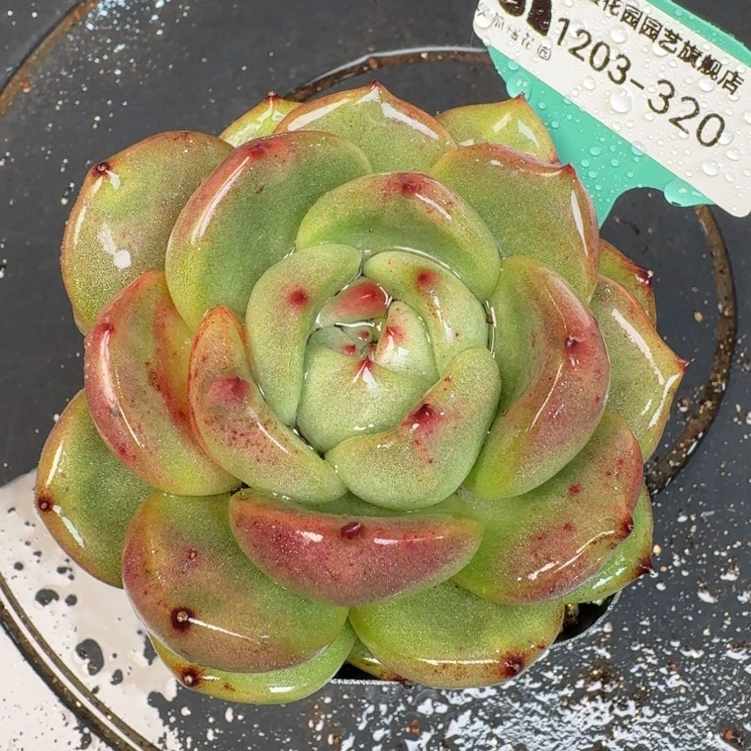 从前慢多肉精选编号1203.320