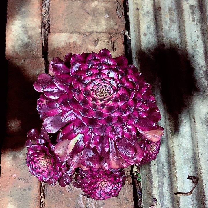 美姬的，多肉植物