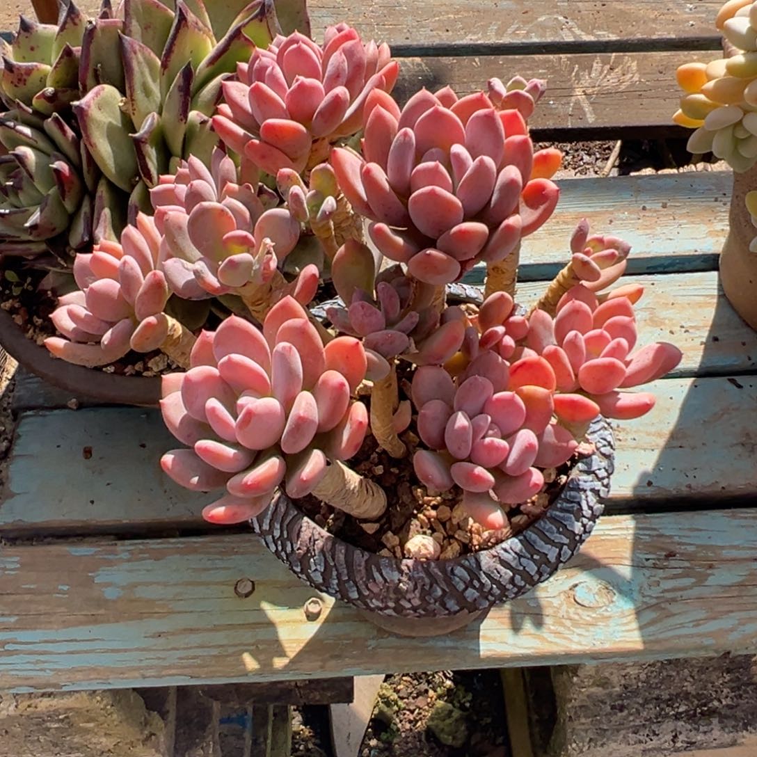 老桩灰姑娘裸肉发货