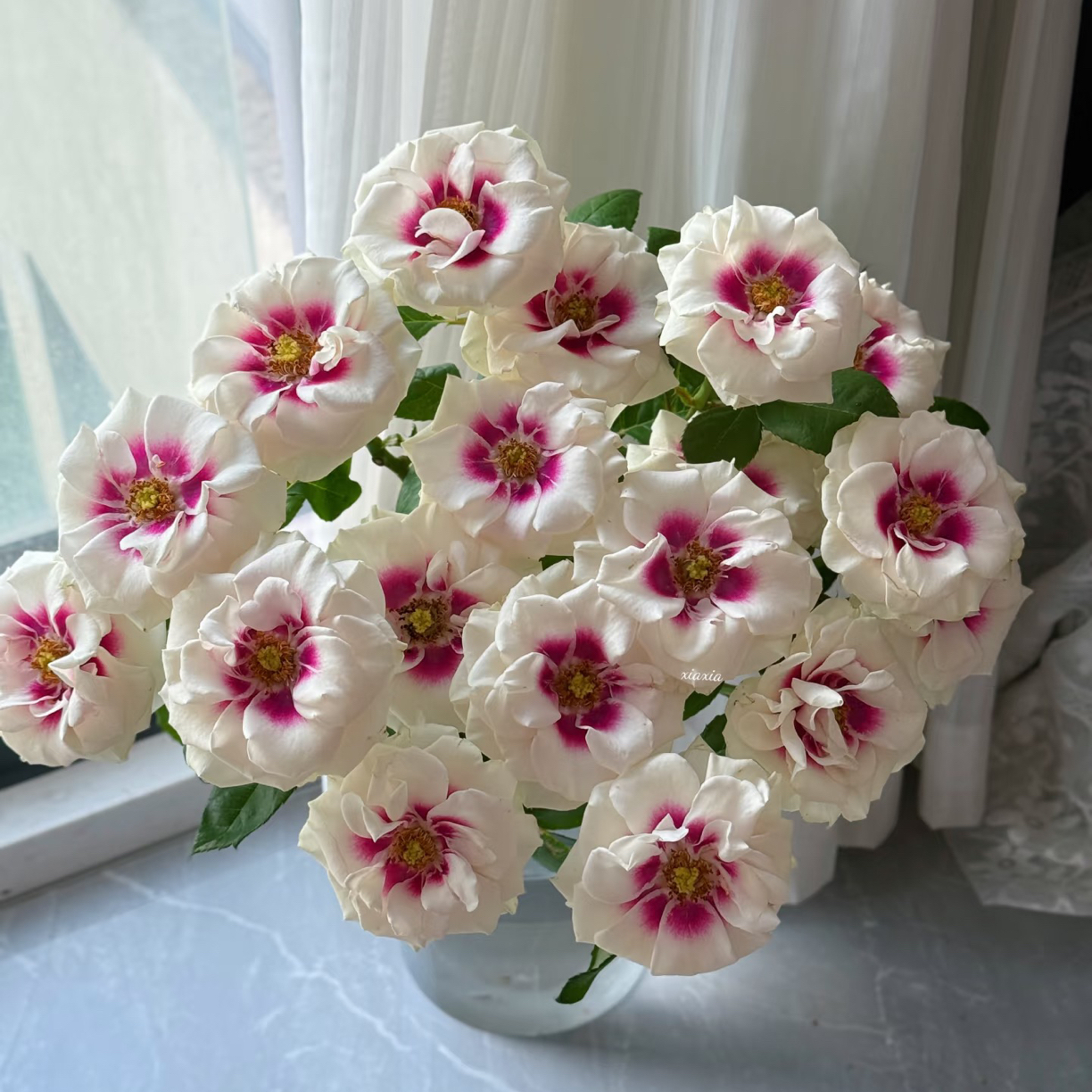 「嘤嘤怪鲜花」桥边之约玫瑰花物语云南直发顺丰包邮