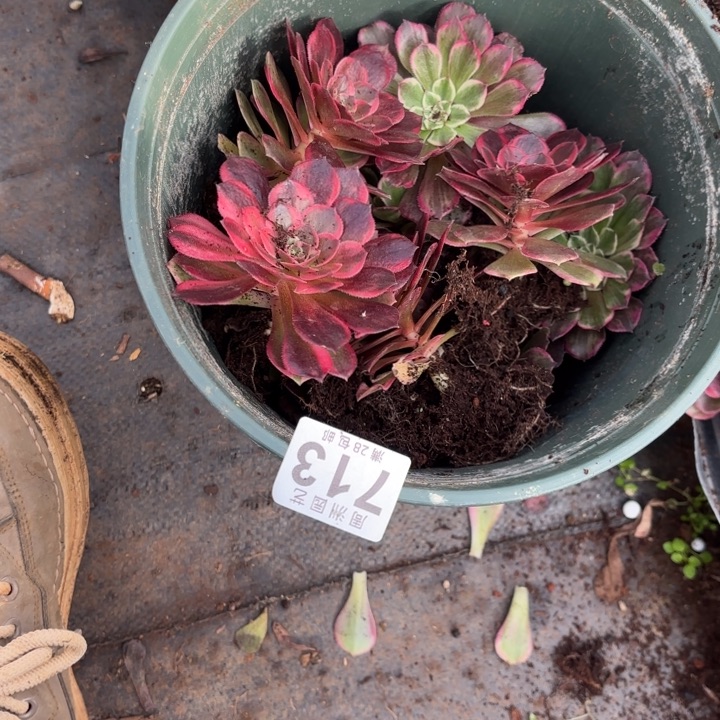 @***H4个黑魔头发货713