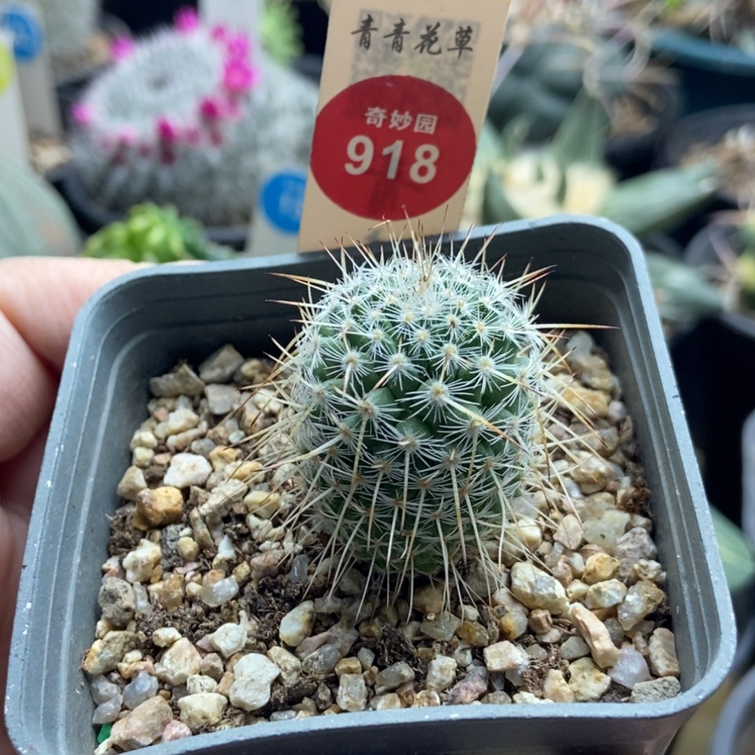 实生特选长刺白王丸2.7cm