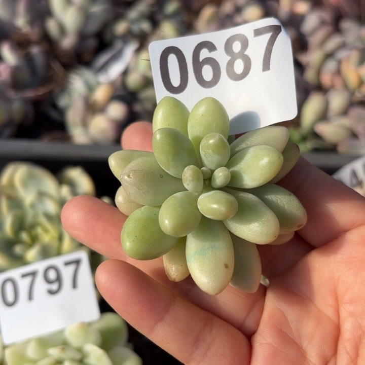 多肉植物满18包邮当场凑单