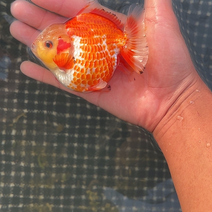 金鱼包邮152886509