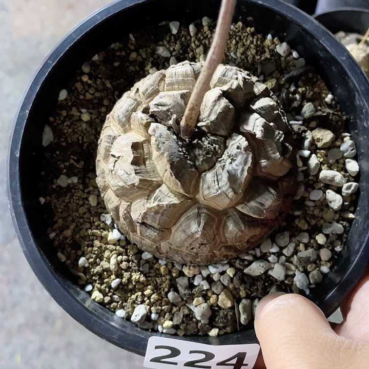 224大龟甲龙块根