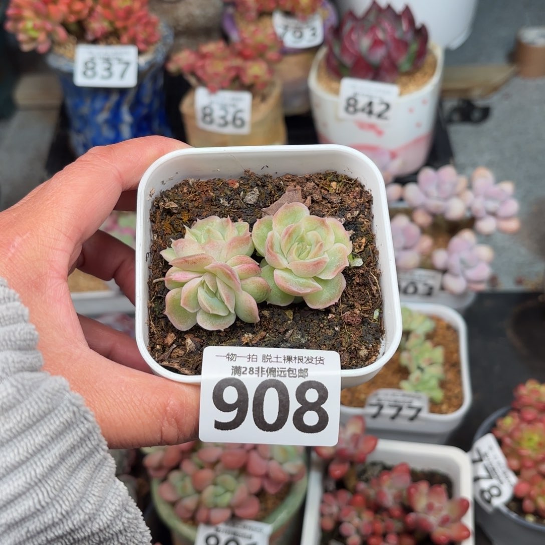 虾饺三头无盆土发货