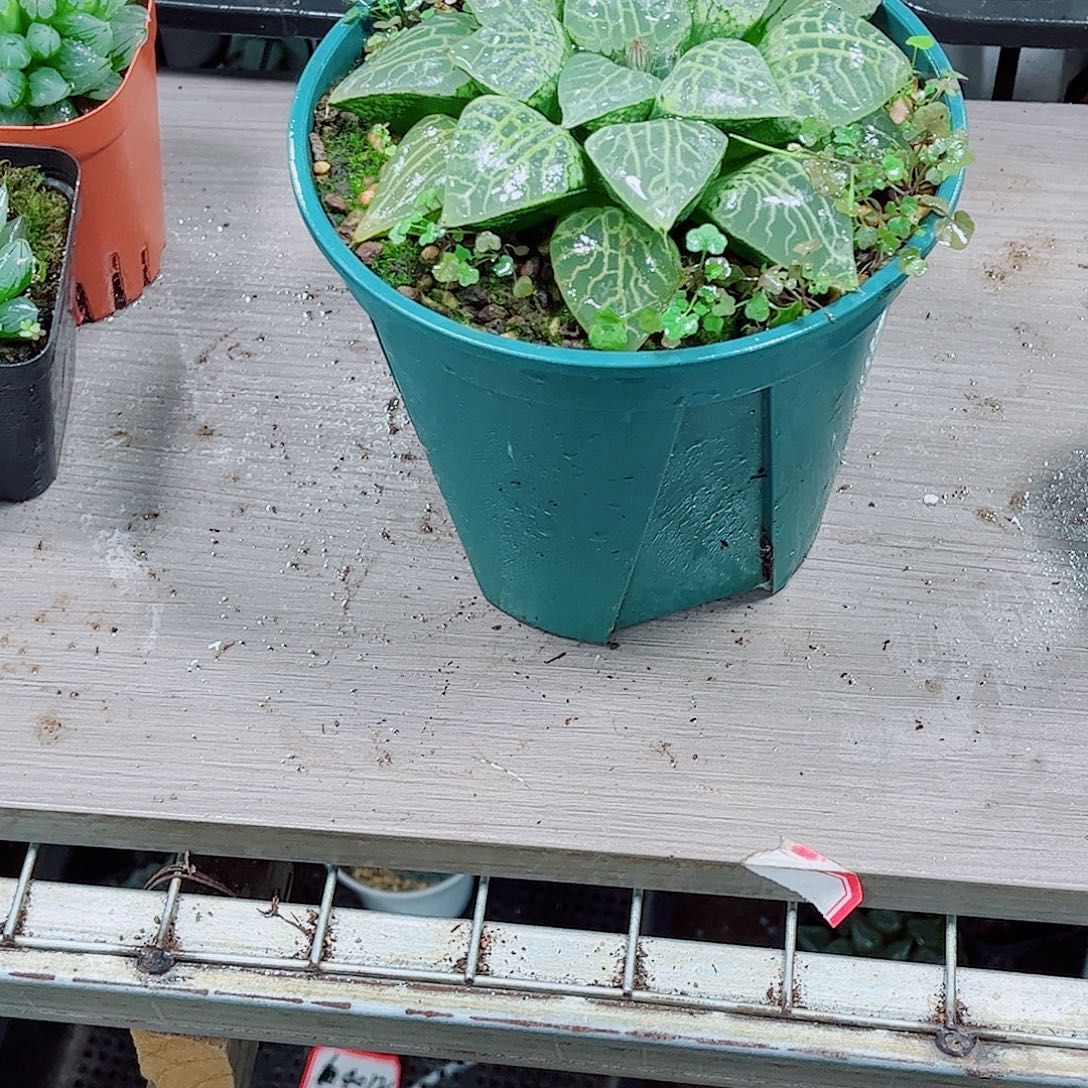 康平母本一勿一拍