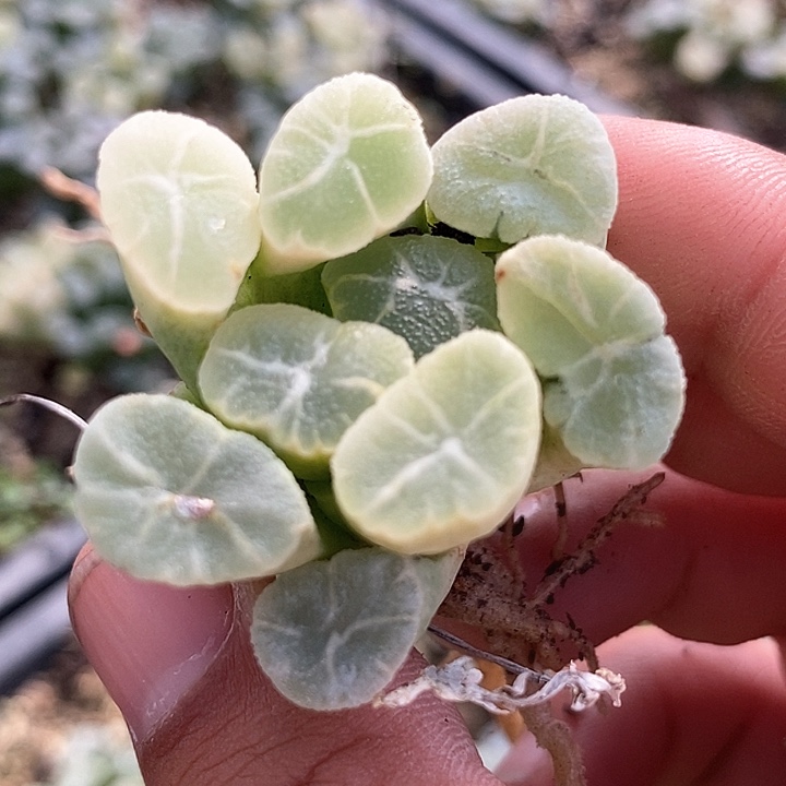 14599万象糊斑锦          