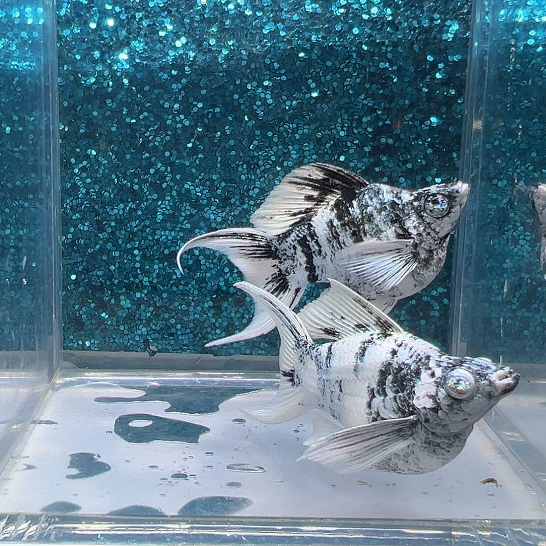 孔雀鱼水墨画玛丽一对0046