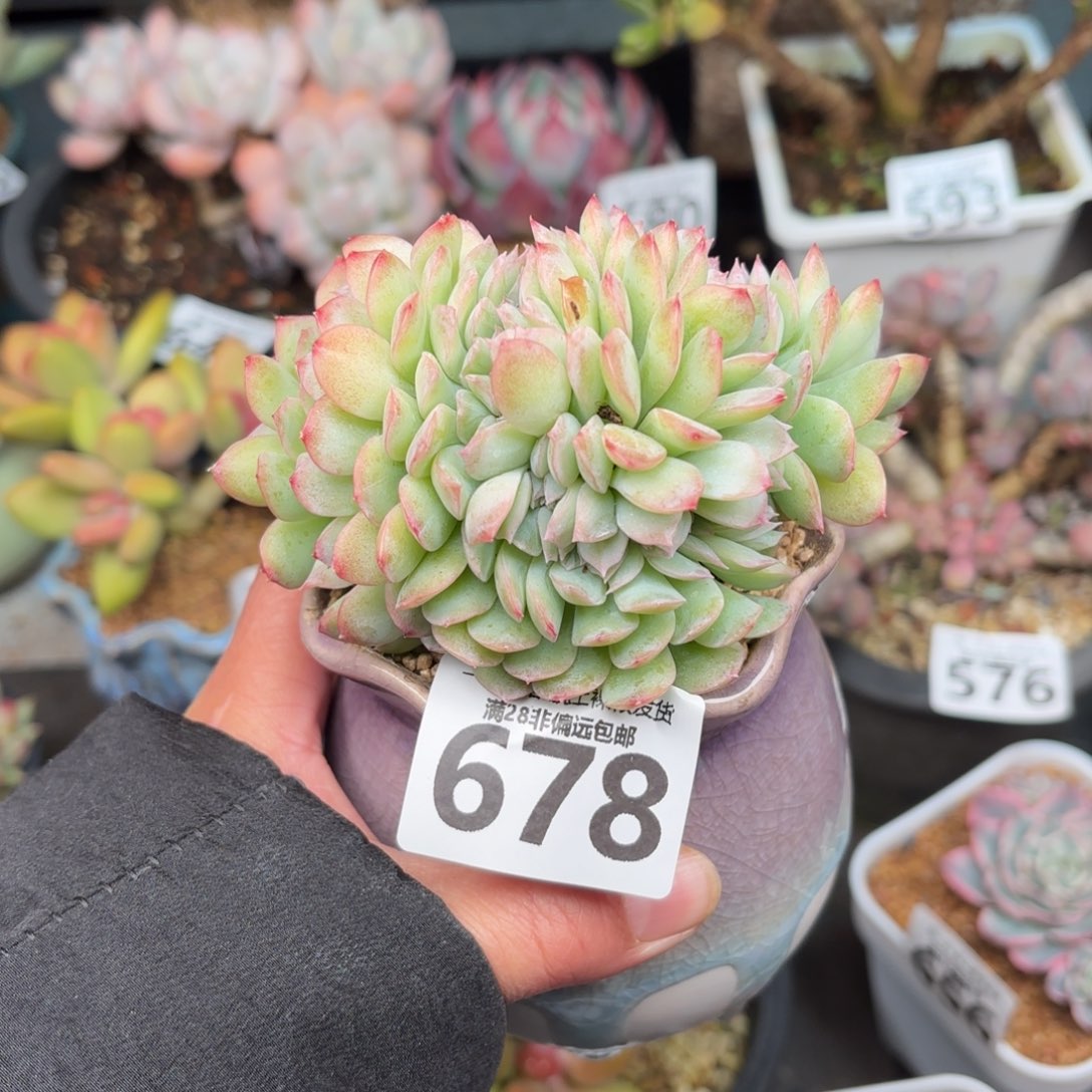 莎莎女王缀无盆土发货