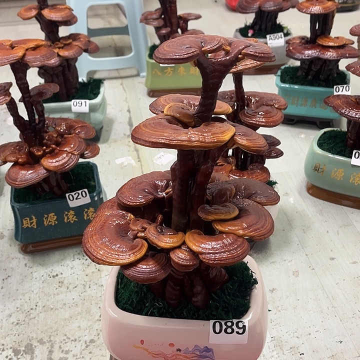 全部花朵88888888888888888888