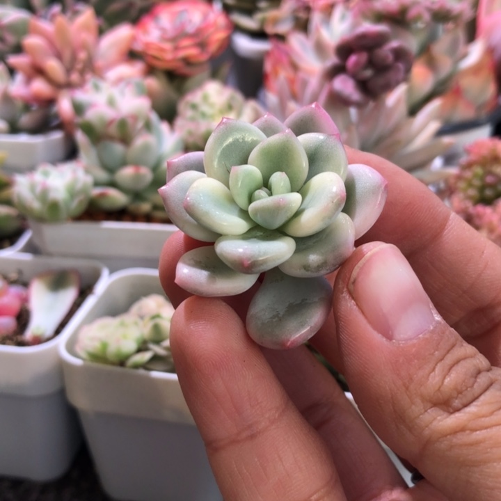 开播福利白马砍头覆轮锦有根