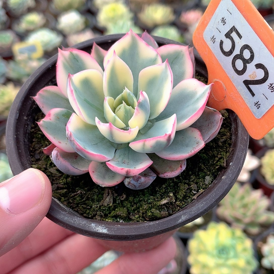 阿美星锦582号多肉