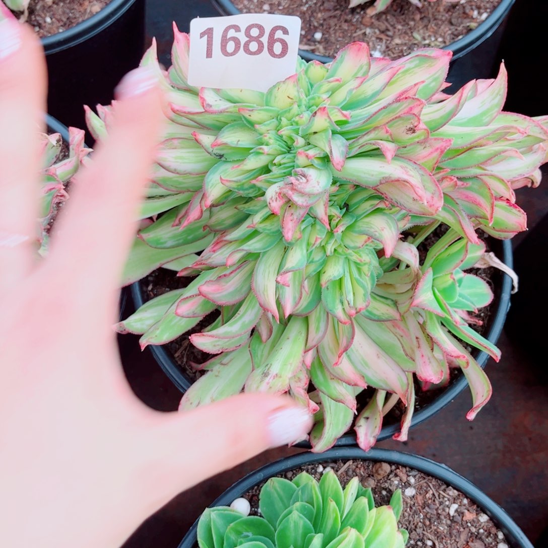 686幻彩缀化多肉植物法师