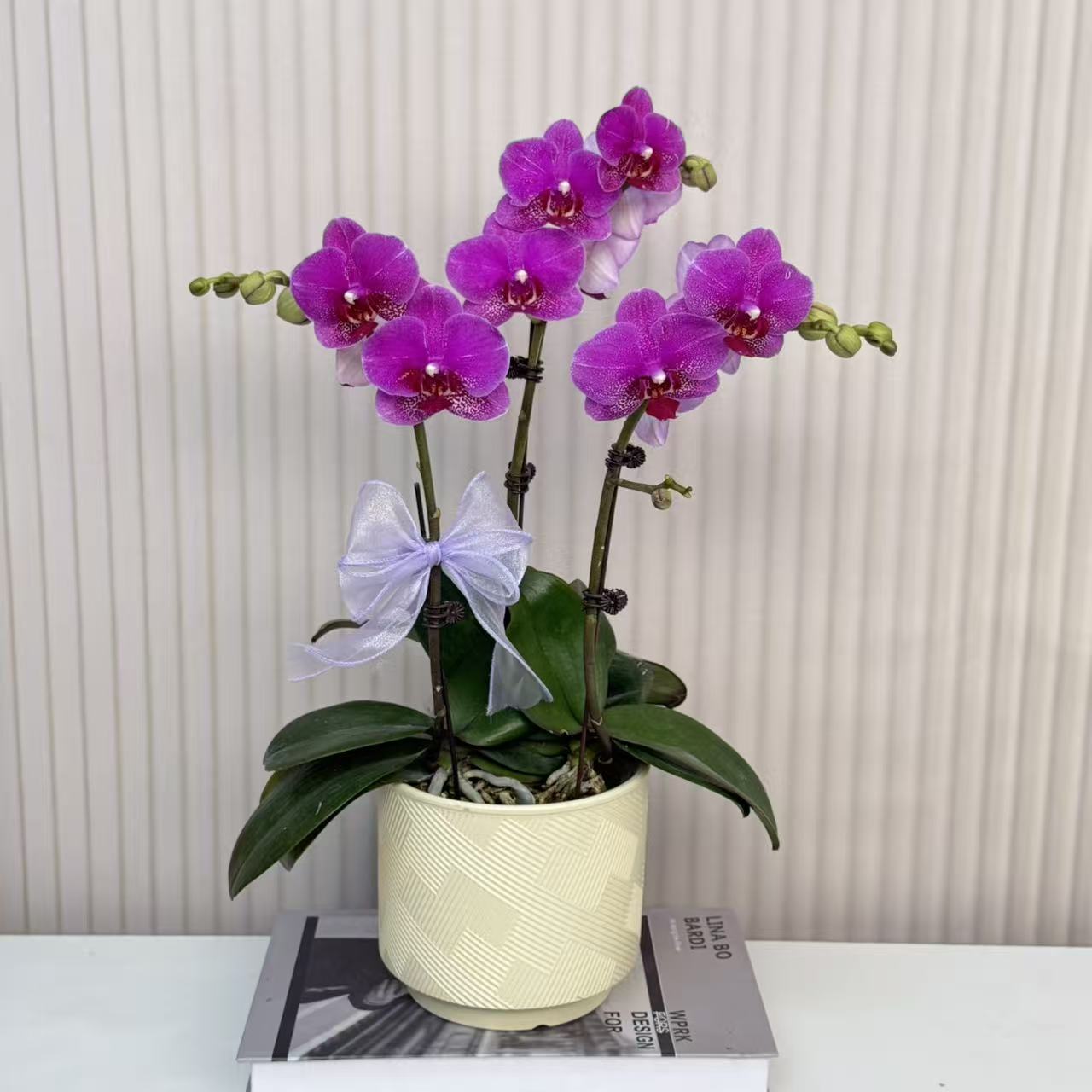 【红粉佳人】蝴蝶兰  紫色中小花型 四季花 室内花精品 源头基地直