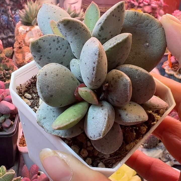 感谢支持一物一拍