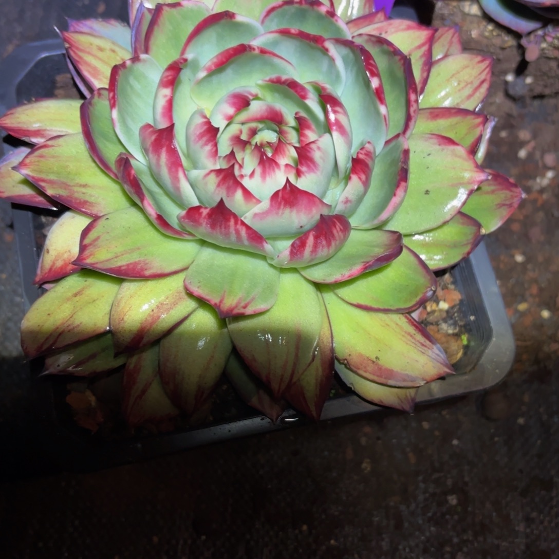 F***莲哈哈哈哈哈哈好吧好吧宝贝