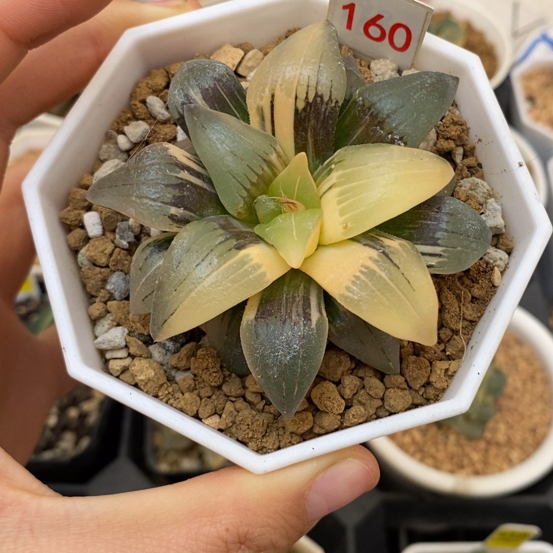 160红文寿多肉植物