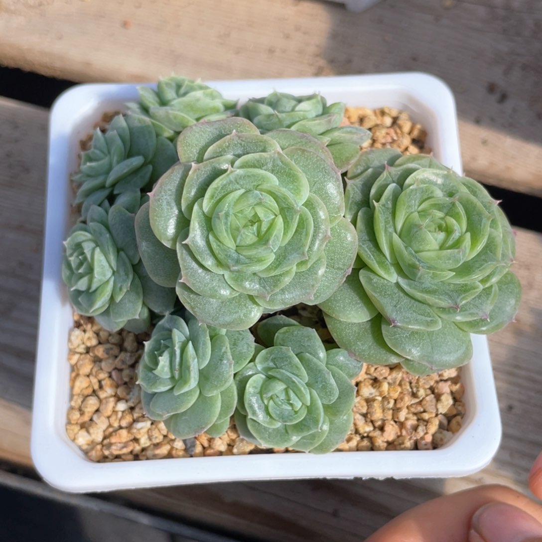 优选青鸾珍妮1061