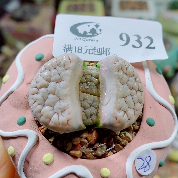 生石花花花花花花932