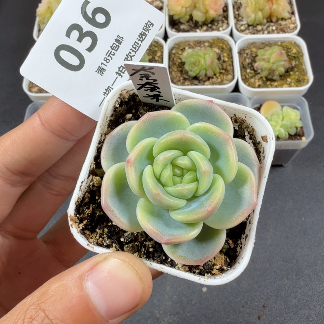 奈奈米一物一拍036